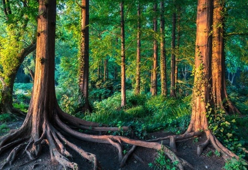 Fairy Tale area where we learn from ancient wisdom to help us be the hero of your own story.